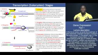 GAMSAT Gene expression  Part 2  Stages of Eukaryotic Transcription [upl. by Mathian]