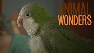 Chopsticks the Quaker Parrot is Hilarious [upl. by Anaib]