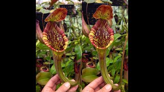 Nepenthes lowii x Mixta at Redleaf Exotics [upl. by Foss]