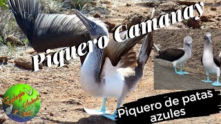 PIQUERO CAMANAY [upl. by Kcinom]