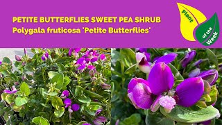 Petite Butterflies Sweet Pea Shrub  Polygala fruticosa Petite Butterflies [upl. by Nennerb629]