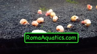 Red  Pink Ramshorn Snail Unboxing from Aquabid  RomaAquaticscom 🆒 [upl. by Halilak303]