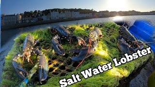 LOBSTER FISHING IN UK WATERS [upl. by Ajdan]