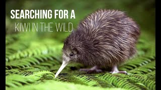 Finding the rare Kiwi in the wild [upl. by Apple]