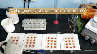 Enzyme Activity The effect of Temperature amp Concentration on Starch and Amylase [upl. by Yelhak]