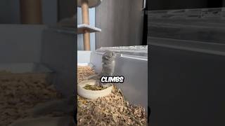 How Baby Chinchillas Climb chinderellaandprince shorts chinchilla pets cute animals [upl. by Oniger790]