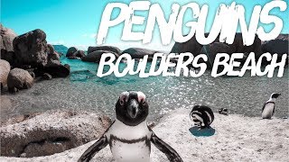 Penguins at Boulders Beach Cape Town [upl. by Ahsenek]