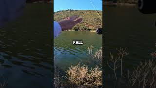 Texas Rig CRAW Bass Fishing fishingvideo [upl. by Pincas]