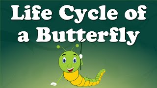 From Caterpillar to Butterfly  aumsum kids science education whatif [upl. by Annahsirhc773]