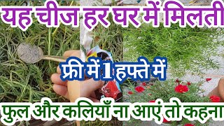 How to Portulaca plant care amp growing tip  Fertilizer Portulaca  Homemadefertilizer mossrose plant [upl. by Woodson]