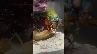 Peacock Mantis Shrimp vs Crayfish Lobster Epic short [upl. by Granny]