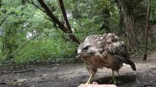 Sound Of A Buzzard Calling [upl. by Assetal]