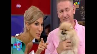 Pomeranian yavrularımızı Can Paksoy Herşey Dahilde anlattı [upl. by Anina641]