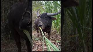 eating sugar cane rural buffalo sugar cane buffalo innocence eyes Newton [upl. by Elagibba303]