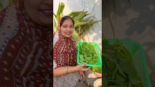 Organic Palak Harvest  Rooftop Garden Tips organic rooftopvegetablegarden palak [upl. by Amled]