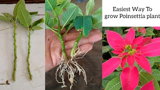 How to grow Poinsettia Plant  Poinsettia Cuttings Propagation in easiest way [upl. by Linnette650]