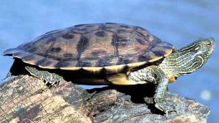 Northern Map Turtle Graptemys geographica [upl. by Cibis694]