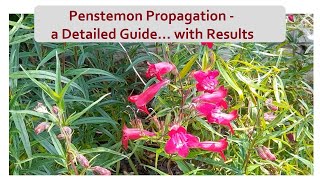 Penstemon Propagation a Detailed Guide  With Results [upl. by Aylmer]