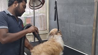 shihtzufirst groomingbathingpolo shihtzu grooming raghavendrapet store pet clinic [upl. by Taddeo]