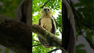 Águila monera  Morphnus guianensis   Rapaces de Argentina [upl. by Nerita]