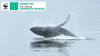 Whale Sounds  Humpback Whale [upl. by Atoel439]