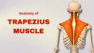 Trapezius Muscle Anatomy  Extrinsic Back Muscle  Doctor Speaks [upl. by Eibbob]