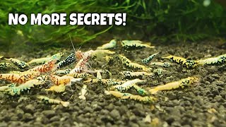 Master Shrimp Breeder Shares His Tips Tricks And Secrets To Help You Breed More Shrimp [upl. by Chicoine]