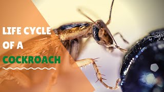 Life cycle of a cockroach animation Science for elementary students [upl. by Johathan554]