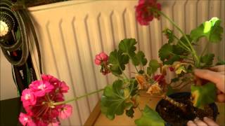 Pelargonien pflegen [upl. by Pieter]