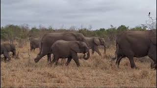 Elephant Stroll through Savannah [upl. by Huff]