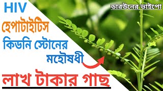 ভুঁই আমলা । Bhumi amla । Chanca piedra । Stone breaker plant । ভেষজ উদ্ভিদ । ডারউইনের ভাইপো [upl. by Lemmy]