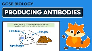 Producing Monoclonal Antibodies  GCSE Biology [upl. by Flieger]