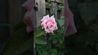 Kiss me Kate rose from palatine roses [upl. by Rovert]