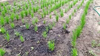 Cultivo do plantio de arroz🌾 com um mês em Betânia Croatá  Serra da IbiapabaCE 🌾 [upl. by Wittie674]