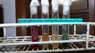 Stenotrophomonas maltophilia Biochemical Tests Demonstrations [upl. by Arhoz]