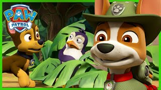 Jungle Rescue Pups help the Penguins get back home  PAW Patrol UK  Cartoons for Kids [upl. by Sad]