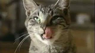 Whiskas Cat Food 1997 Television Commercial [upl. by Hurless434]