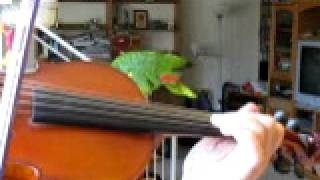 Practice the Roll ornament on Irish fiddle [upl. by Hersch700]