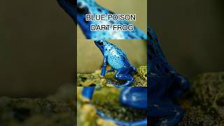 The most poisonous frogs in the world  animals shorts [upl. by Tegirb]