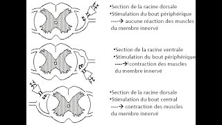 Expériences de Magendie  SVT BAC Avec soustitres [upl. by Alverta]