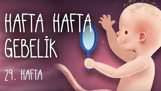 Hafta Hafta Gebelik 29 hafta [upl. by Nirihs]