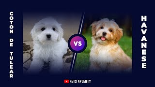 Why the Coton De Tulear is better than the Havanese [upl. by Niamor]