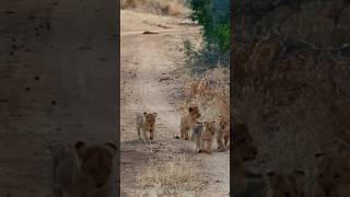 Adorable Sounds Of Baby Lions [upl. by Acemat]