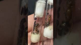 Camponotus maculatus subnudus 🐜 antsinvasion camponotus [upl. by Llain]