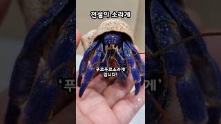 세상에서 가장 아름다운 전설의 quot푸르푸르 소라게quot Coenobita Purpureus 파브르2세 [upl. by Daveen]