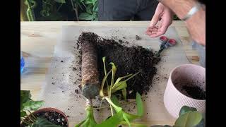 Yucca How to care what are the benefits How to repot amp the best Yucca potting or soil mix [upl. by Delinda]