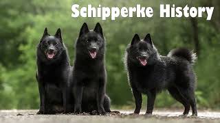 Podcast 141 Schipperke History  The “Little Captain” of Belgian dockyards [upl. by Gaivn]