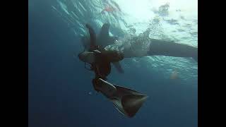 Whale Shark While Scuba Diving Malpelo [upl. by Comras402]