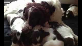 English Springer Spaniel Puppies for SALE Part 3 [upl. by Acinaj]