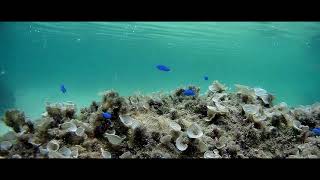 Snorkeling in Ishigaki Okinawa Japan with blue damselfish  Part 3  Snorkeling video [upl. by Celestyna]